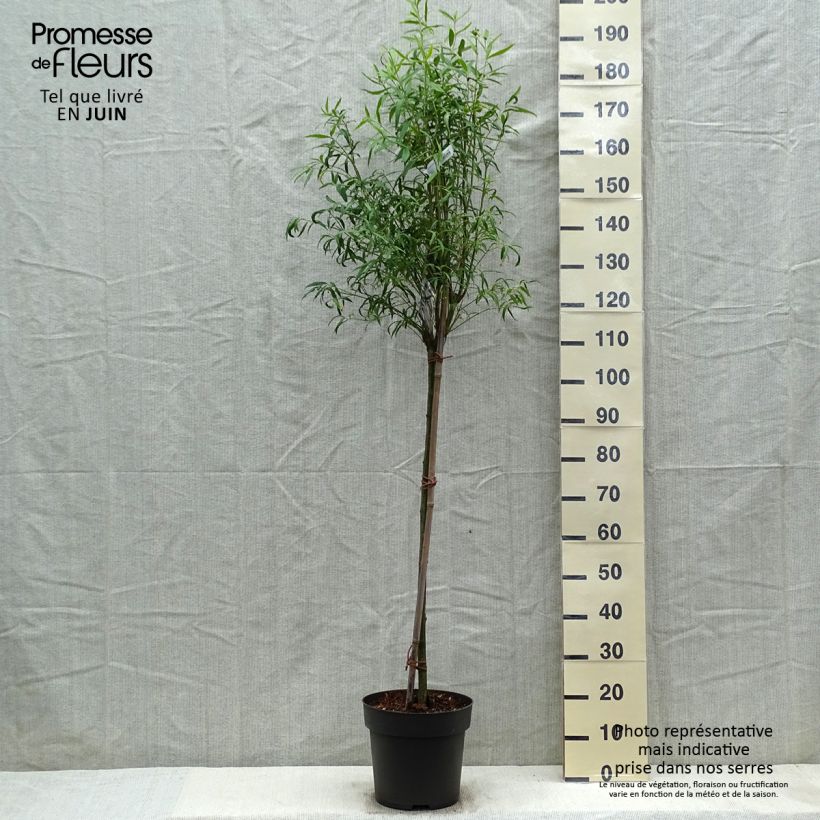 Euonymus clivicolus var. rongchuensis - Evónimo Maceta 7,5L/10L Ejemplar entregado en la primavera