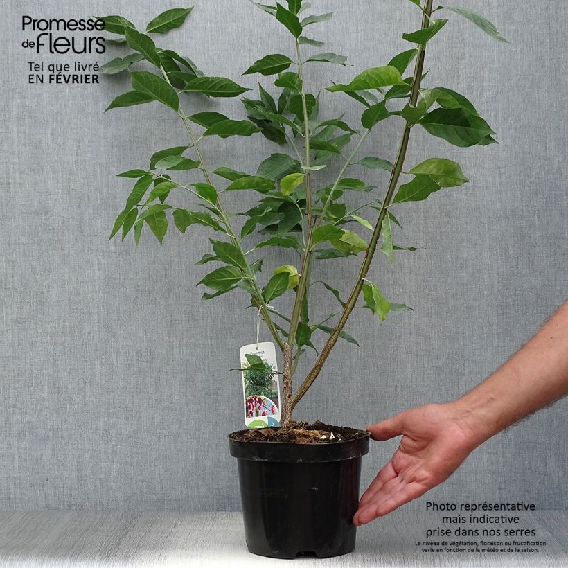 Ejemplar de Euonymus europaeus - Boj Maceta 2L/3L entregado en otoño