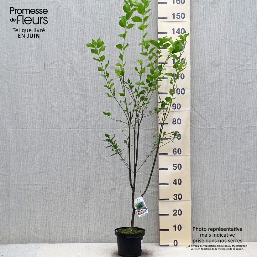 Ejemplar de Euonymus europaeus - Boj Maceta 2L/3LAltura de entrega aprox. 60/80cm entregado en verano