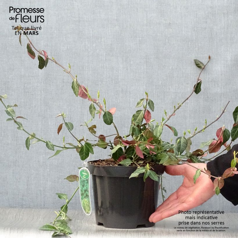 Huso de la fortuna Coloratus- Euonymus fortunei Maceta 2L/3LAltura de entrega aprox. 20/30cm Ejemplar entregado en la primavera