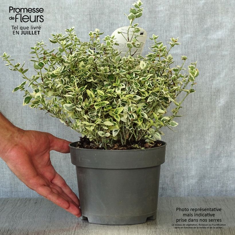Ejemplar de Huso de la fortuna Dan's Delight- Euonymus fortunei Maceta 2L/3LAltura de entrega aprox. 20/25cm entregado en verano