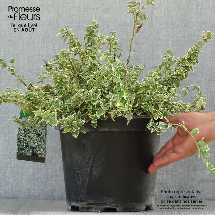 Ejemplar de Huso de la fortuna Emerald Gaiety- Euonymus fortunei Maceta 7,5L/10L entregado en verano