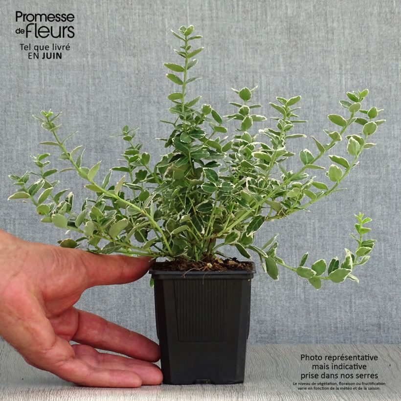 Ejemplar de Huso de la fortuna Emerald Gaiety- Euonymus fortunei Maceta de 8/9 cm entregado en verano
