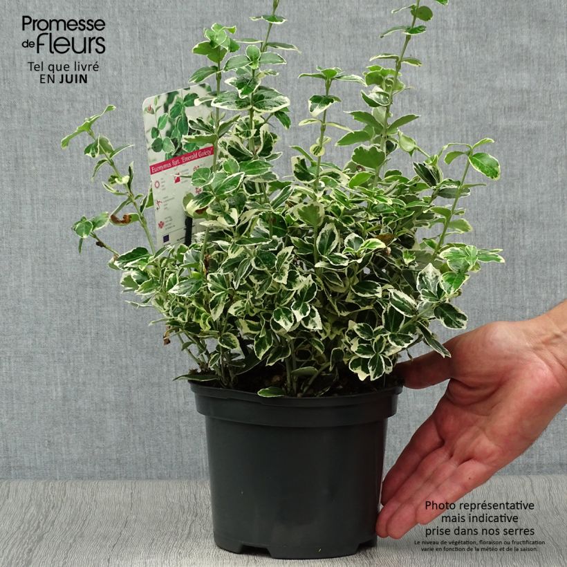 Ejemplar de Huso de la fortuna Emerald Gaiety- Euonymus fortunei Maceta 2L/3L entregado en verano
