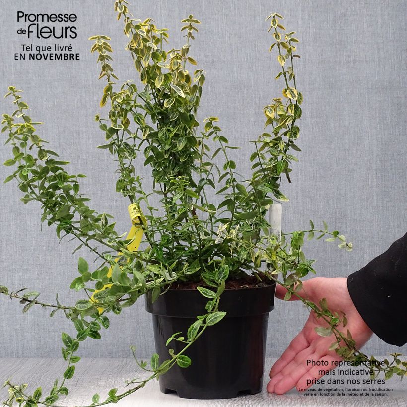 Ejemplar de Huso de la fortuna Emerald 'n gold- Euonymus fortunei Maceta 2L/3L entregado en otoño