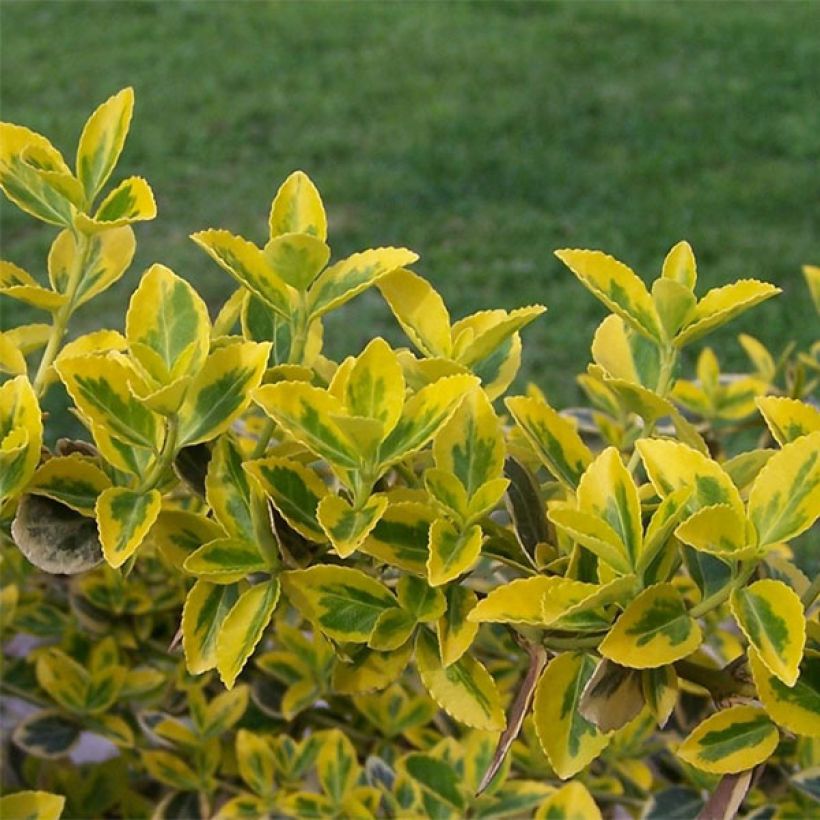 Huso de la fortuna Emerald 'n gold- Euonymus fortunei (Follaje)