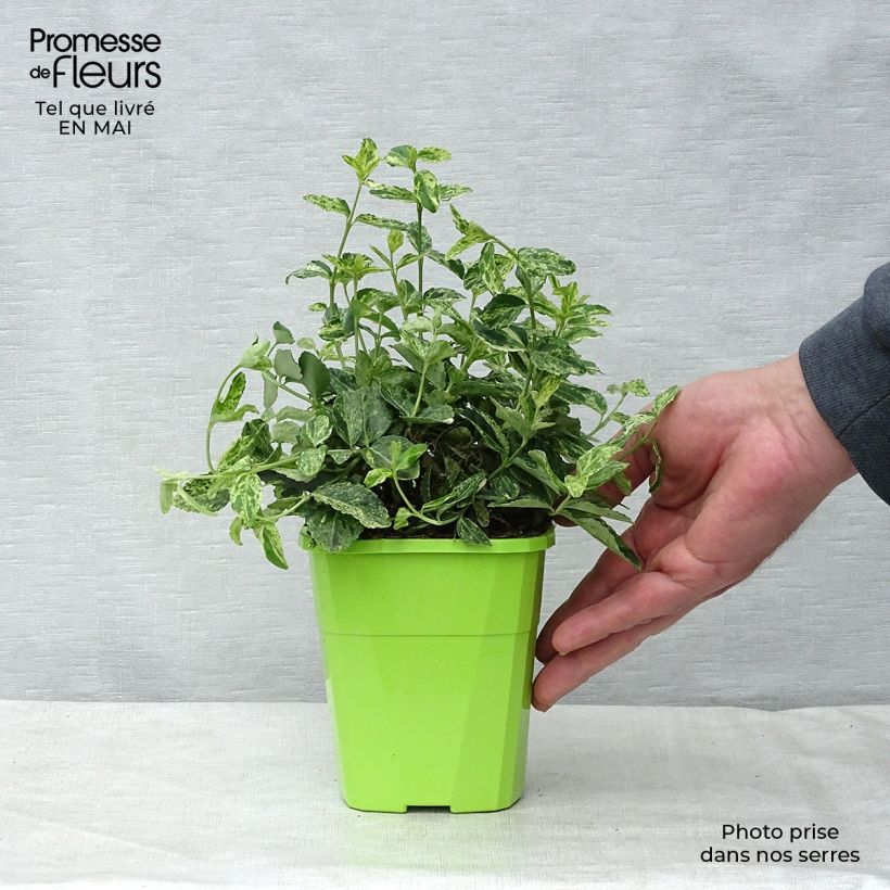 Huso de la fortuna Golden Harlequin- Euonymus fortunei Maceta 1L/1,5L Ejemplar entregado en la primavera