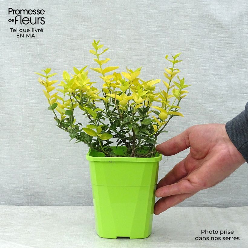 Huso de la fortuna Goldy- Euonymus fortunei Maceta 3L/4L Ejemplar entregado en la primavera