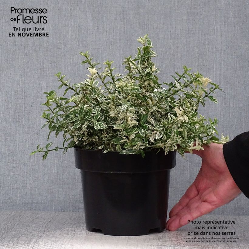Ejemplar de Huso de la fortuna Harlequin- Euonymus fortunei Maceta 2L/3L entregado en otoño