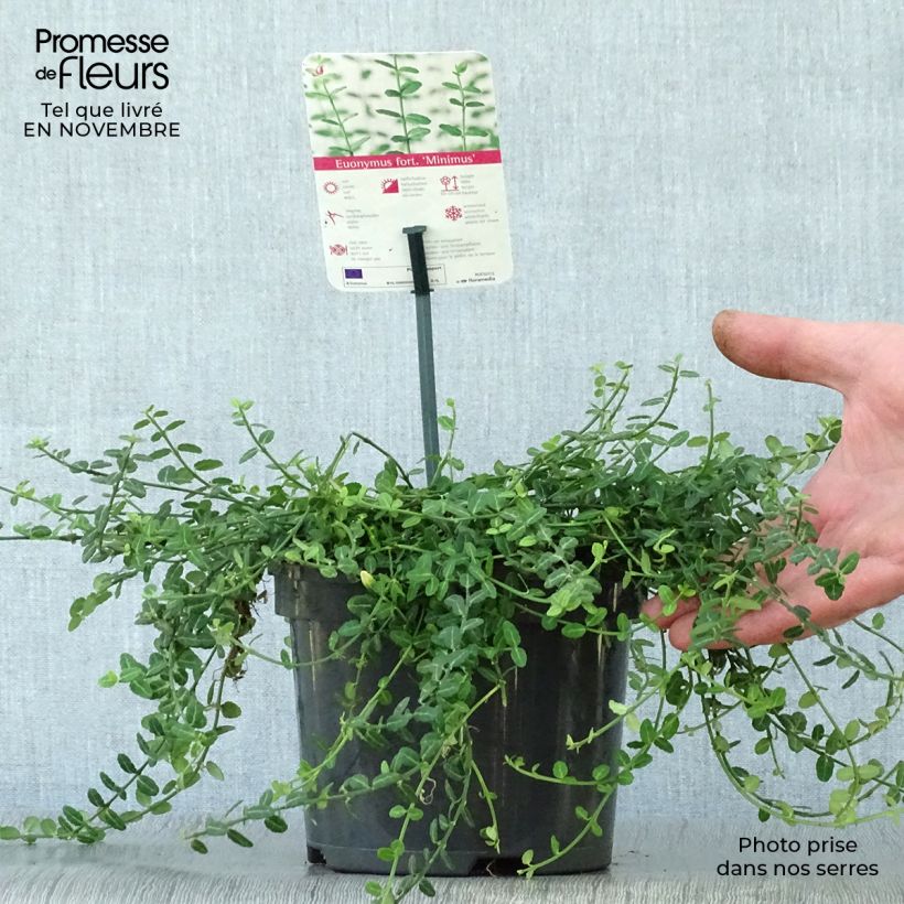Ejemplar de Huso de la fortuna Minimus- Euonymus fortunei Maceta 2L/3L entregado en otoño