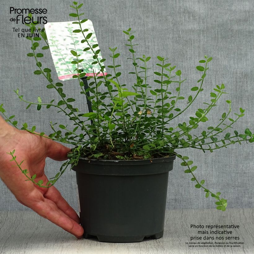Ejemplar de Huso de la fortuna Minimus- Euonymus fortunei Maceta 2L/3LAltura de entrega aprox. 15/20cm entregado en verano