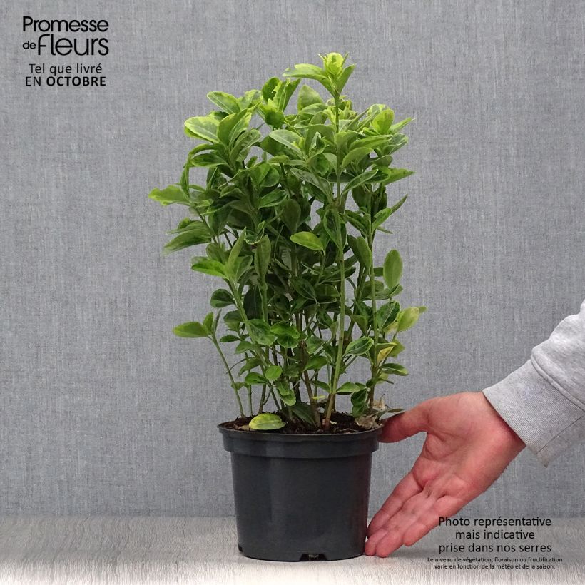 Ejemplar de Evónimo Aureus - Euonymus japonicus Maceta 2L/3L entregado en otoño
