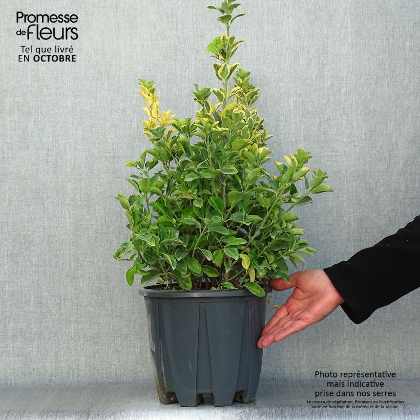 Ejemplar de Evónimo Aureus - Euonymus japonicus Maceta 7,5L/10L entregado en otoño