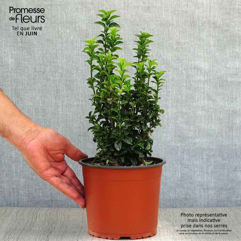 Ejemplar de Evónimo Benkomasaki - Euonymus japonicus Maceta 2L/3LAltura de entrega aprox. 30/40cm entregado en verano