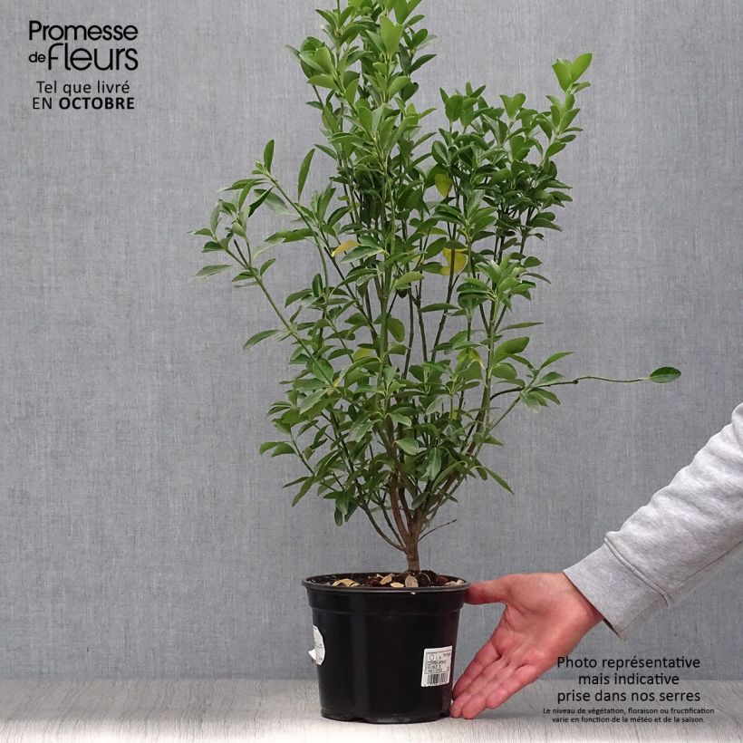 Ejemplar de Evónimo - Euonymus japonicus Maceta 2L/3L entregado en otoño