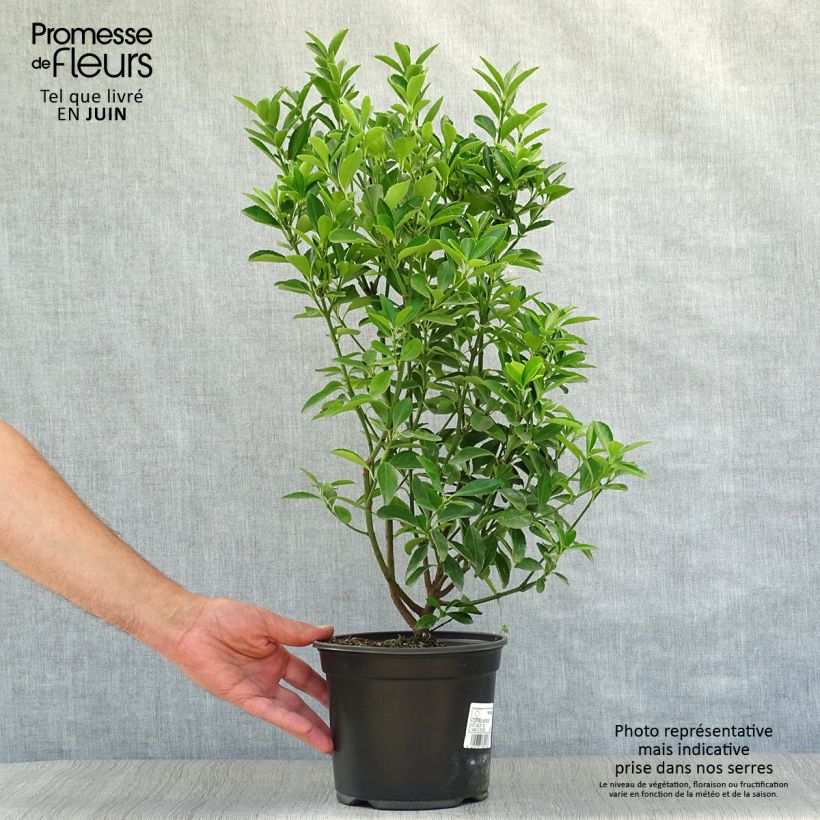 Ejemplar de Evónimo - Euonymus japonicus Maceta 2L/3LAltura de entrega aprox. 50/60cm entregado en verano