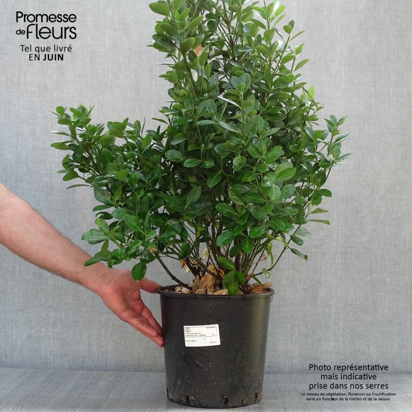 Ejemplar de Evónimo - Euonymus japonicus Maceta 7,5L/10LAltura de entrega aprox. 60+cm entregado en verano
