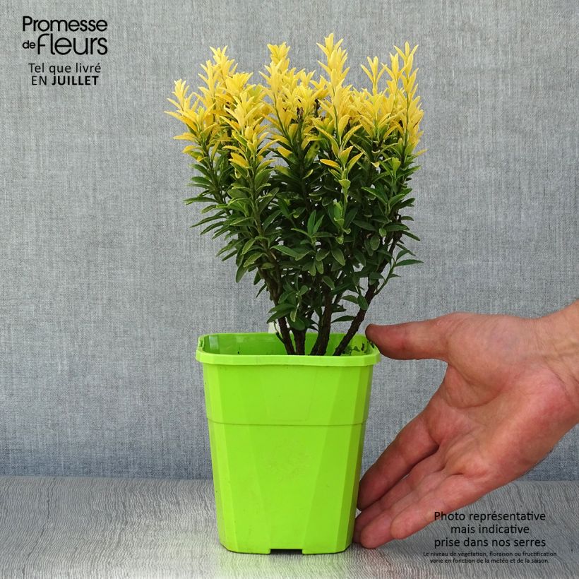 Ejemplar de Evónimo Happiness - Euonymus japonicus Maceta 1L/1,5LAltura de entrega aprox. 15/20cm entregado en verano