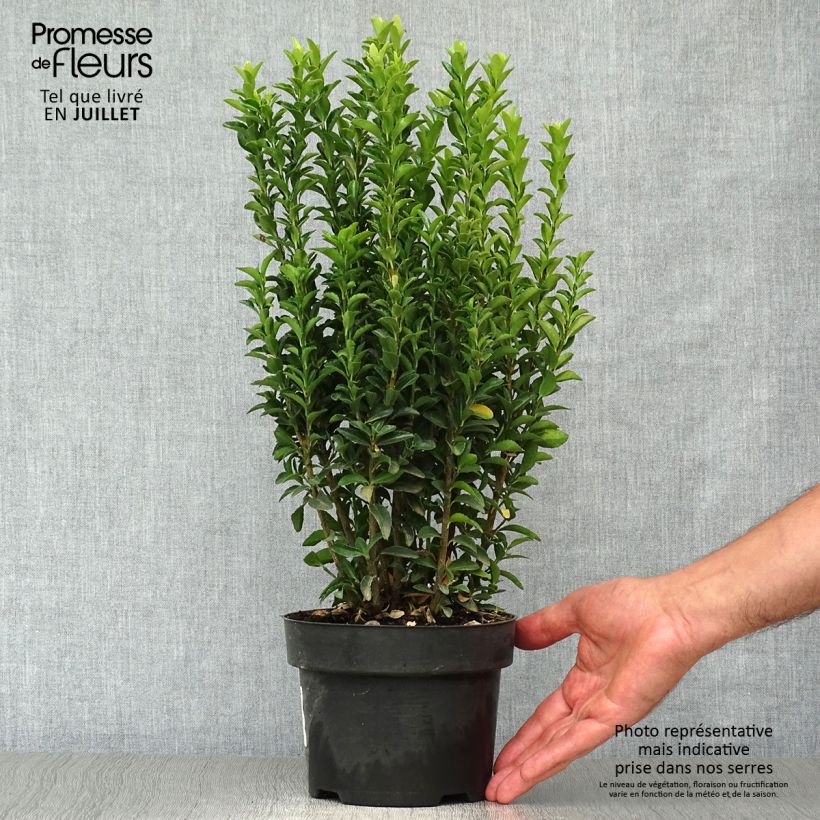 Ejemplar de Evónimo Jean Hugues - Euonymus japonicus Maceta 2L/3L entregado en verano