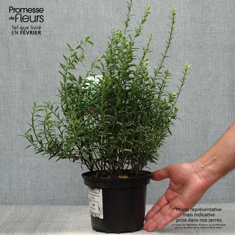 Ejemplar de Evónimo Microphyllus Albovariegatus - Euonymus japonicus Maceta 2L/3L entregado en otoño