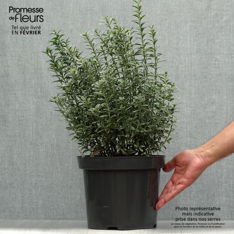 Ejemplar de Evónimo Microphyllus Albovariegatus - Euonymus japonicus Maceta 7,5L/10L entregado en otoño