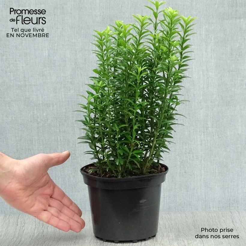 Ejemplar de Evónimo Microphyllus Aureovariegatus - Euonymus japonicus Maceta 2L/3L entregado en otoño