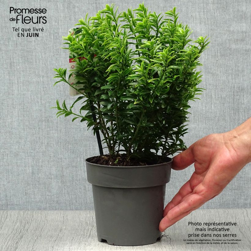 Ejemplar de Evónimo Microphyllus Aureovariegatus - Euonymus japonicus Maceta 2L/3LAltura de entrega aprox. 30/40cm entregado en verano