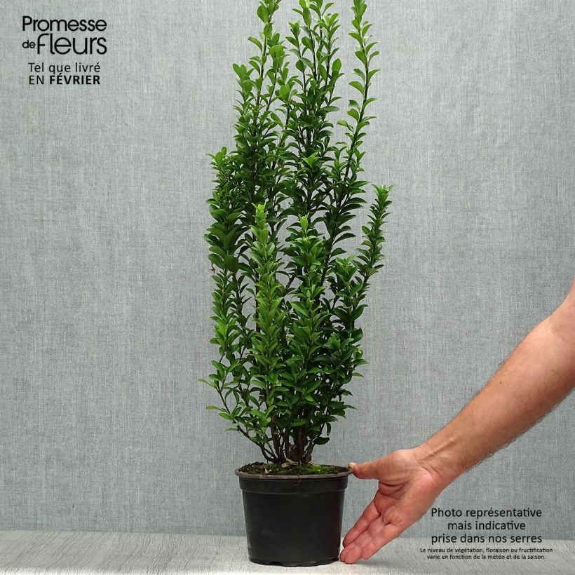 Ejemplar de Evónimo Microphyllus - Euonymus japonicus Maceta 2L/3L entregado en otoño