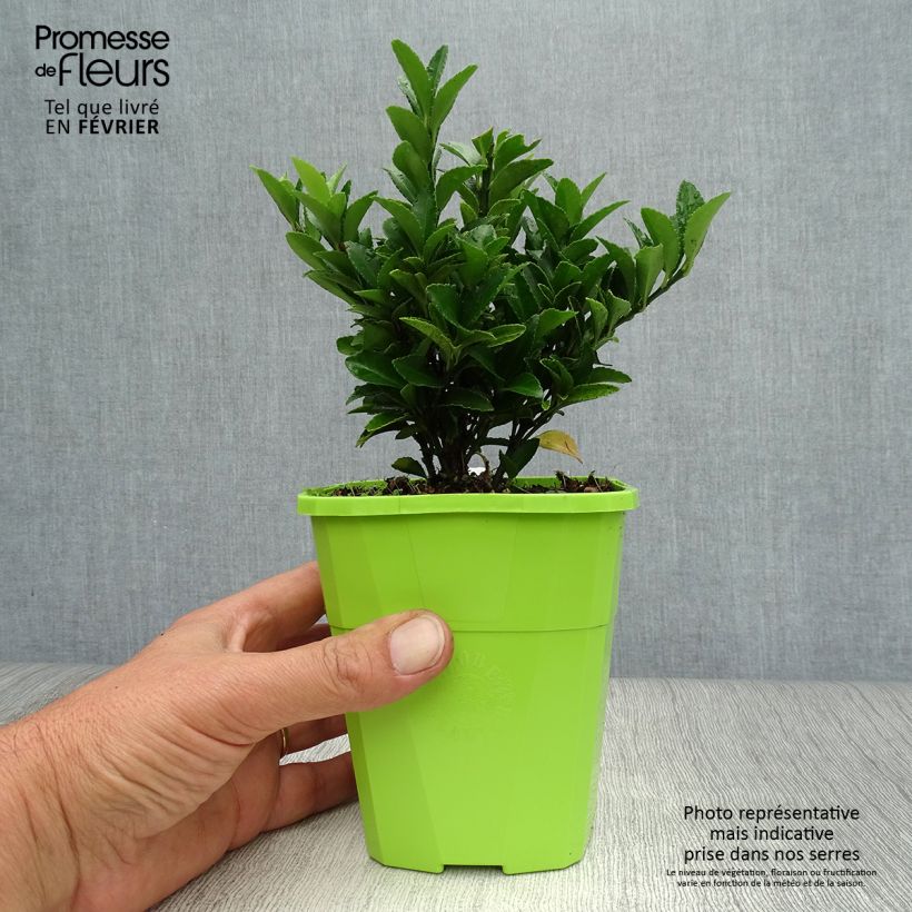Ejemplar de Evónimo Paloma Blanca - Euonymus japonicus Maceta 1,5L/2L entregado en otoño