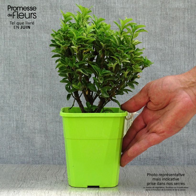 Ejemplar de Evónimo Paloma Blanca - Euonymus japonicus Maceta 1,5L/2LAltura de entrega aprox. 15/+cm entregado en verano