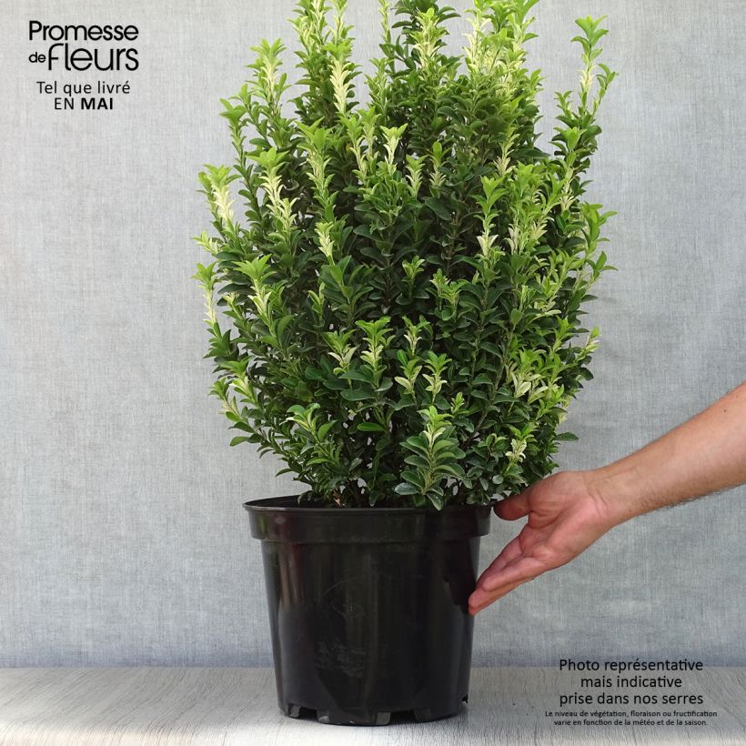 Evónimo Paloma Blanca - Euonymus japonicus Maceta 7,5L/10LAltura de entrega aprox. 50+cm Ejemplar entregado en la primavera
