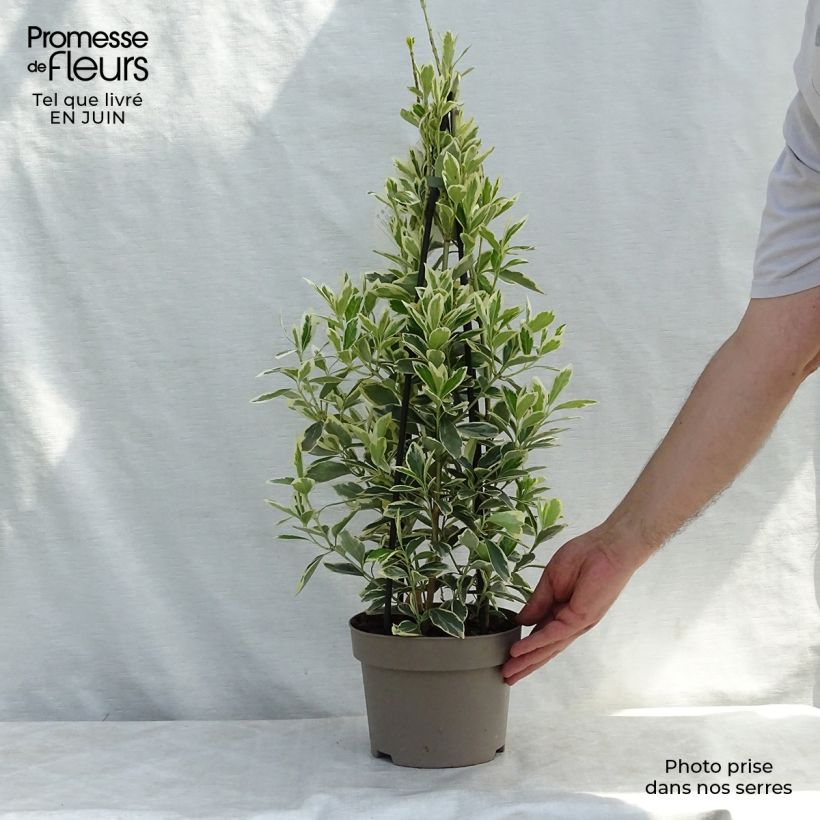 Ejemplar de Evónimo Président Gauthier - Euonymus japonicus Maceta 2L/3LAltura de entrega aprox. 15/20cm entregado en verano