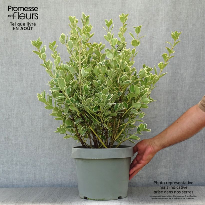 Ejemplar de Evónimo Président Gauthier - Euonymus japonicus Maceta 7,5L/10L entregado en verano