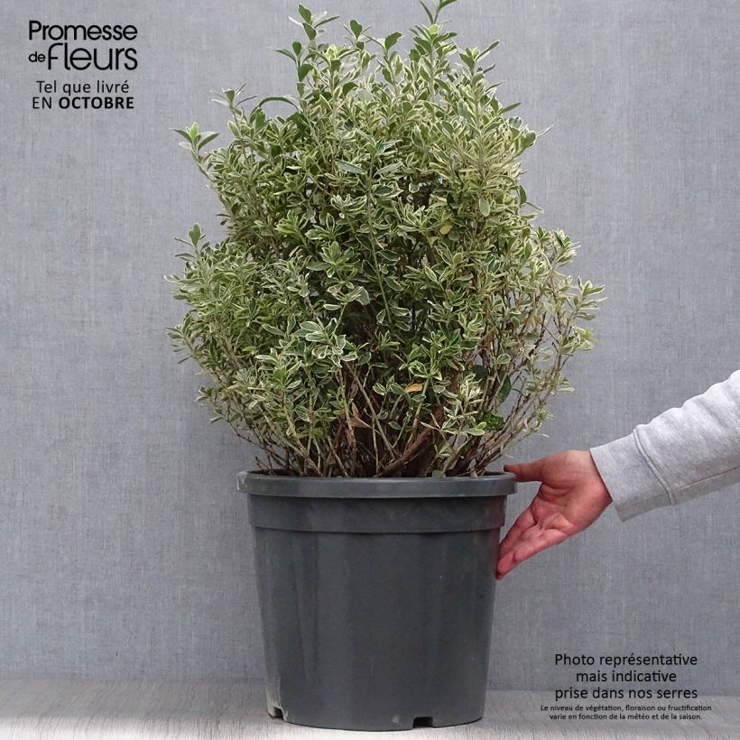 Ejemplar de Evónimo Suzanne - Euonymus japonicus Maceta 7,5L/10L entregado en otoño