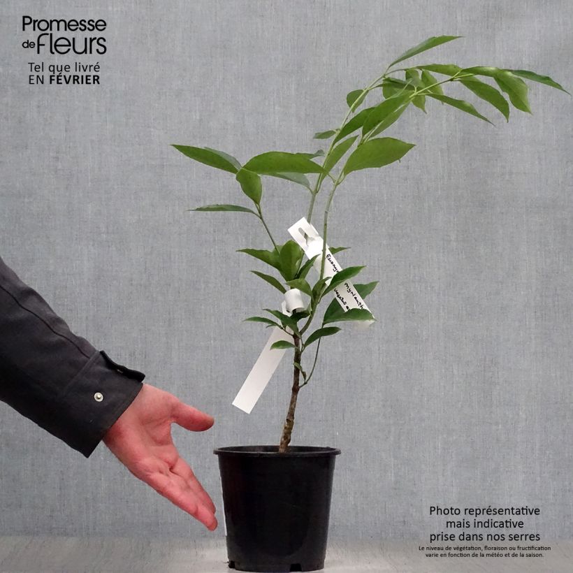 Euonymus myrianthus - Evónimo Maceta 2L/3LAltura de entrega aprox. 40/60cm Ejemplar entregado en invierno