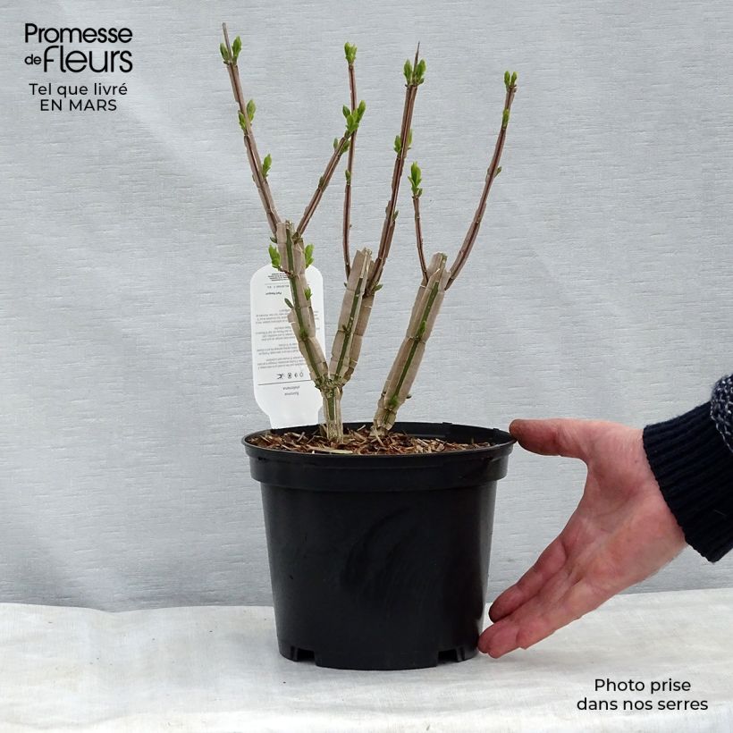 Euonymus phellomanus - Evónimo Maceta 2L/3LAltura de entrega aprox. 30/40cm Ejemplar entregado en la primavera
