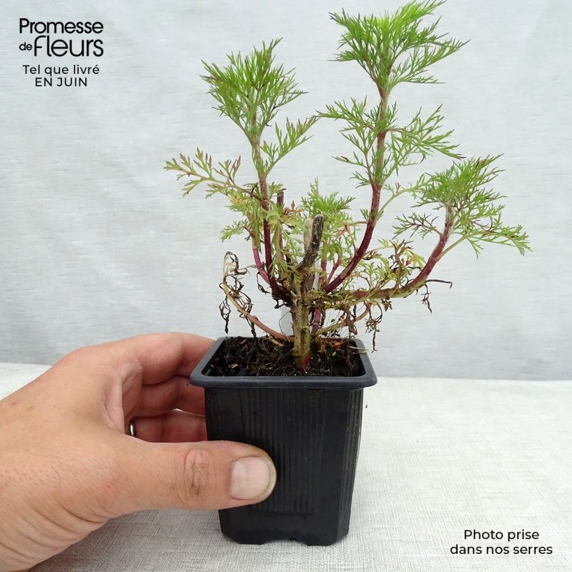 Ejemplar de Eupatorium capillifolium Elegant Plume Maceta de 8/9 cm entregado en verano