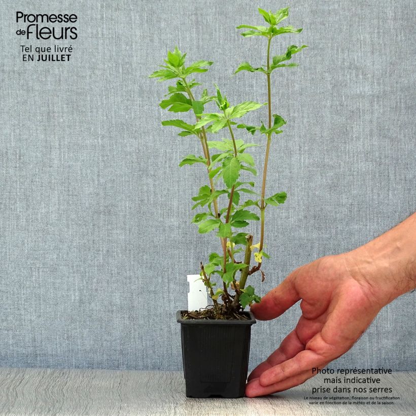 Ejemplar de Eupatorium canabinum Plenum Maceta de 8/9 cm entregado en verano