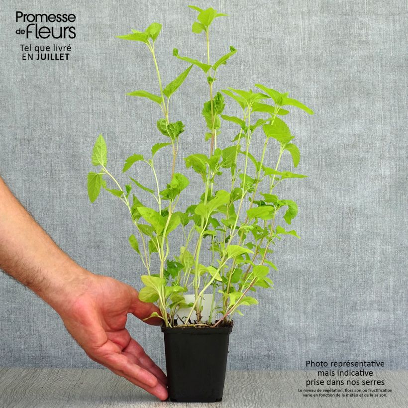 Ejemplar de Eupatorium coelestinum, Eupatoire Godet de 9cm entregado en verano