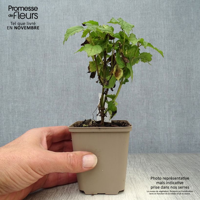 Ejemplar de Eupatorium rugosum Lucky Melody Maceta de 8/9 cm entregado en otoño