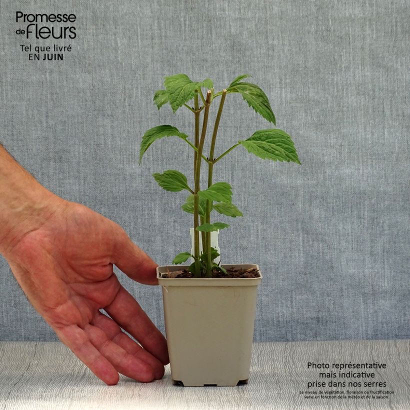 Ejemplar de Eupatorium rugosum Lucky Melody Maceta de 8/9 cm entregado en verano