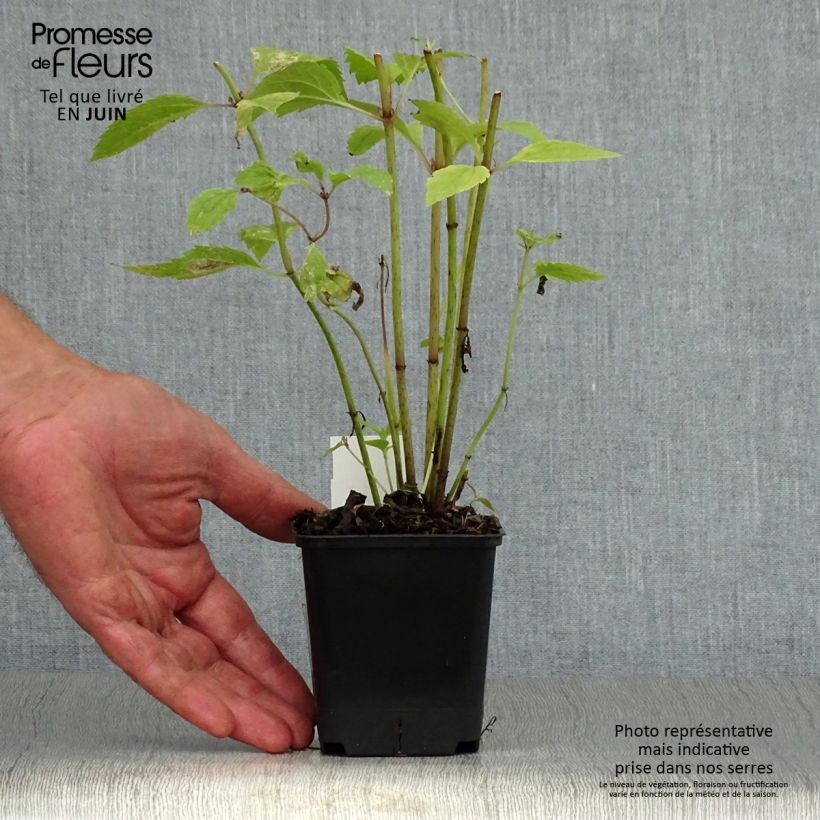 Ejemplar de Eupatorium maculatum Atropurpureum -  Eupatoire pourpre Godet de 9cm entregado en verano