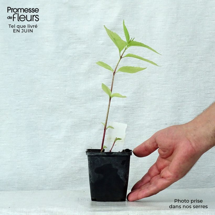 Ejemplar de Eupatorium maculatum Purple Bush - Eupatoire Godet de 9cm entregado en verano
