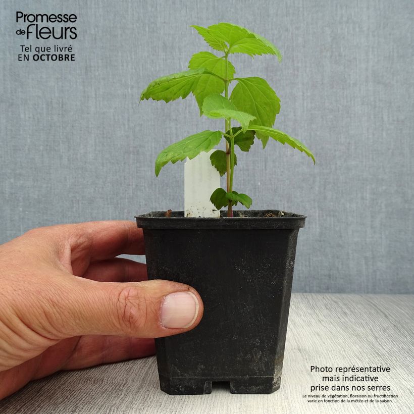 Ejemplar de Eupatorium rugosum Braunlaub Maceta de 8/9 cm entregado en otoño