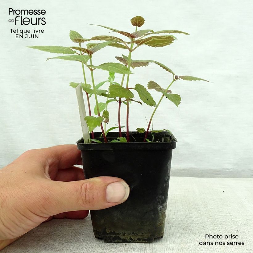Ejemplar de Eupatorium rugosum Braunlaub Maceta de 8/9 cm entregado en verano
