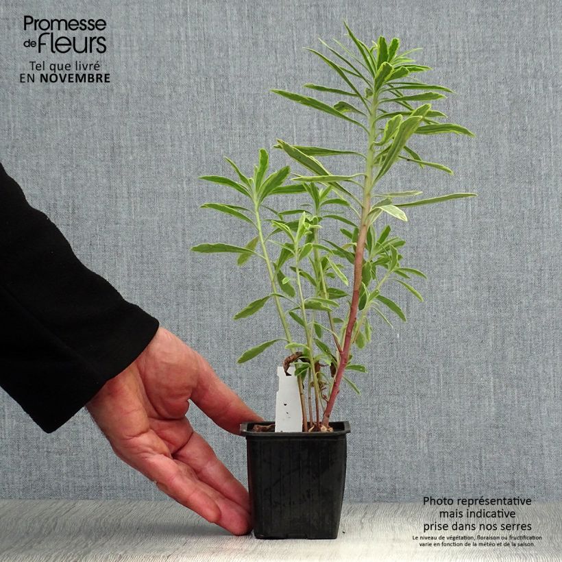 Ejemplar de Euphorbia martinii Ascot Rainbow - Lechetrezna Maceta de 8/9 cm entregado en otoño