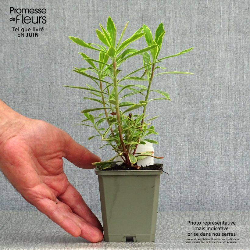 Ejemplar de Euphorbia martinii Ascot Rainbow - Lechetrezna Maceta de 8/9 cm entregado en verano