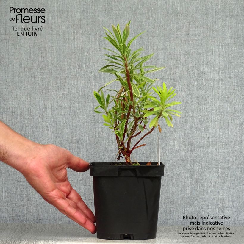 Ejemplar de Euphorbia martinii Ascot Rainbow - Lechetrezna Maceta 1,5L/2L entregado en verano