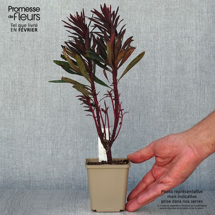 Ejemplar de Euforbio mediterráneo Black Bird - Euphorbia characias Maceta de 8/9 cm entregado en otoño