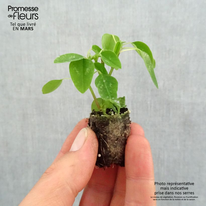 Euphorbia hypericifolia Diamond Snow - Lechetrezna minicepellón: Ø 1,5/2,5 cm Ejemplar entregado en la primavera